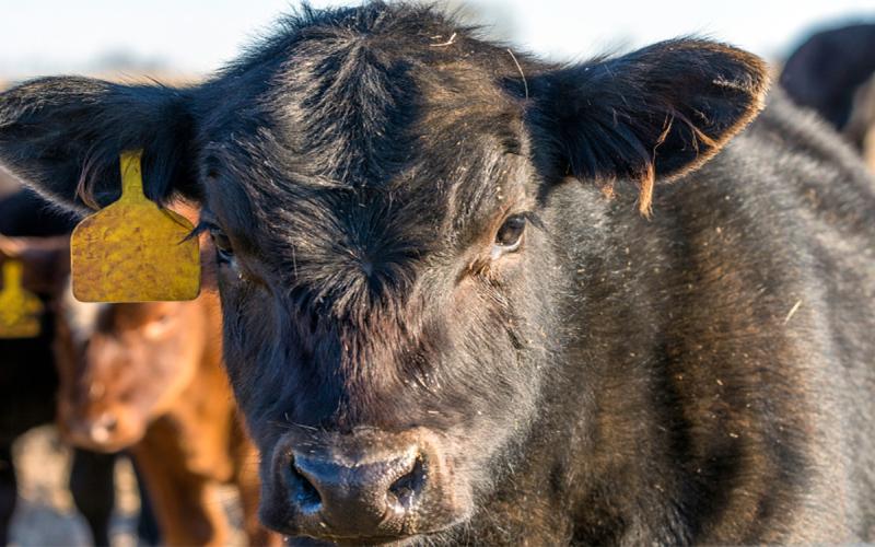 Angus crossbred calf with a yellow ear tag.