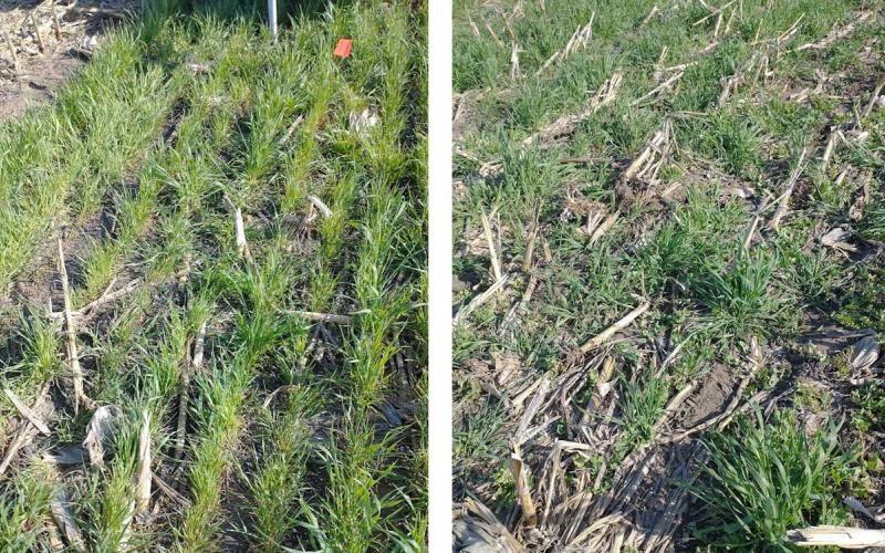 Left: Drill-planted cereal rye cover crop. Right: Pre-harvest broadcast cereal rye cover crop.