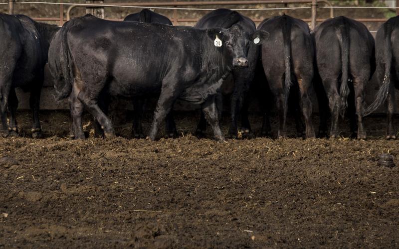 group of cattle at feedbunk