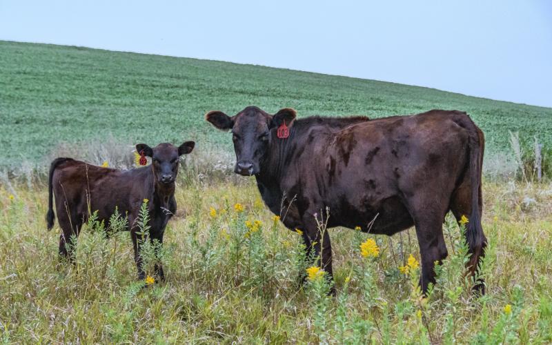 A cow calf pair standing in a pasture