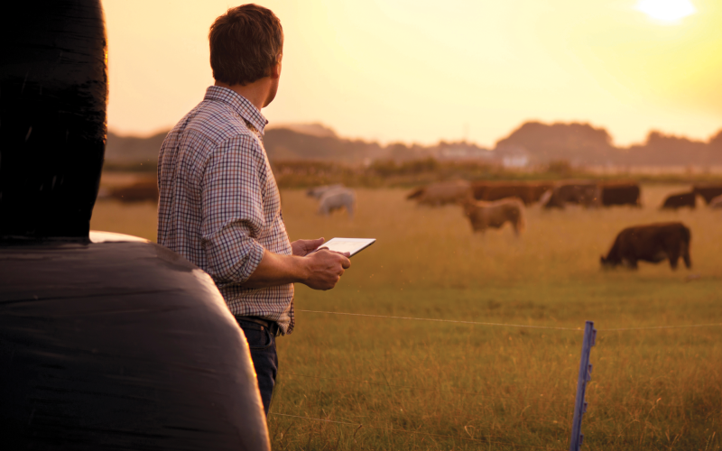 Rancher looking at cattle in a pasture