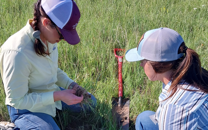 Two women inspecting grass in a field