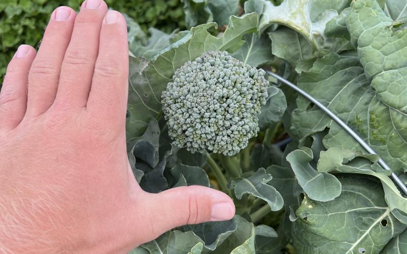 a broccolini plant is next to a person's hand for scale
