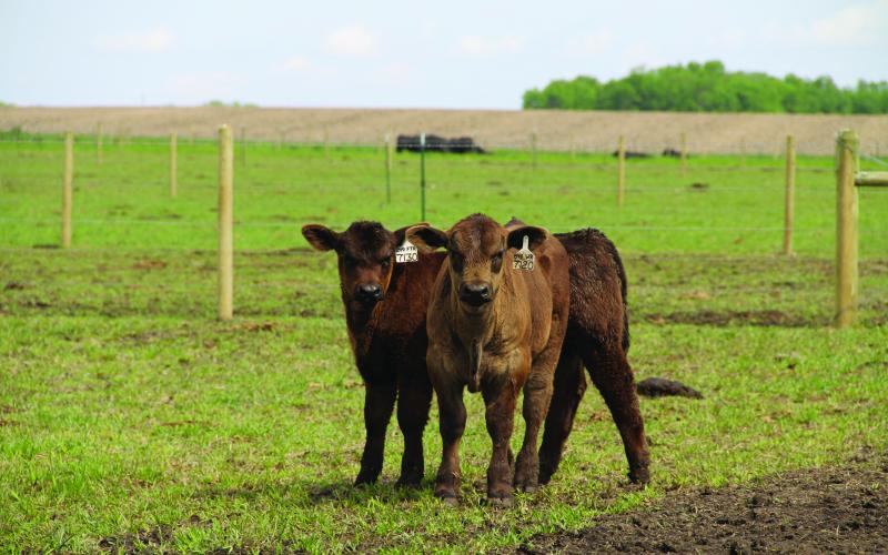 Two brown calves stand in a fenced pasture and look at the camera