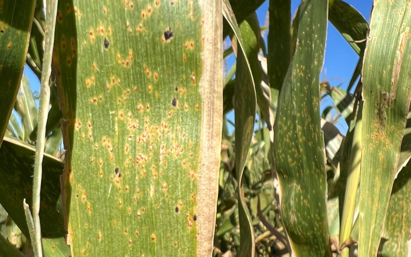 corn leaf with tar spot on it