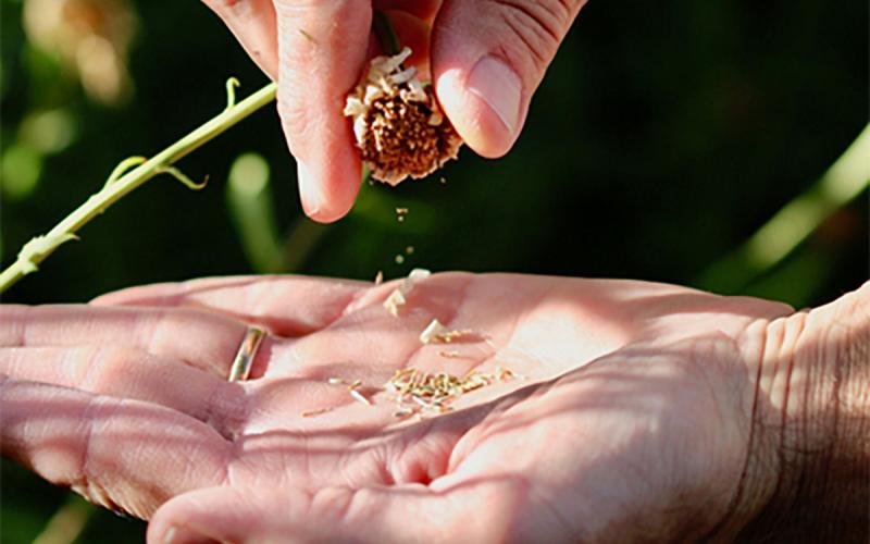 Hand collecting seeds from a flower head.