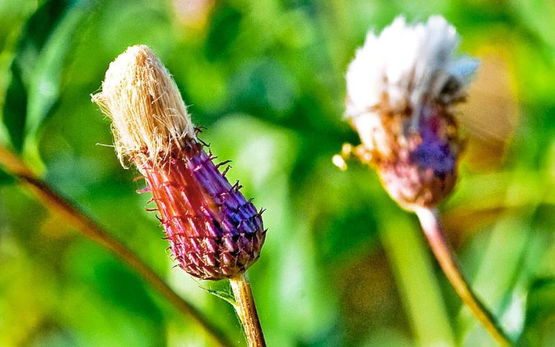 A white and purple seedhead of a Canada thistle with a blurry, bright green background.