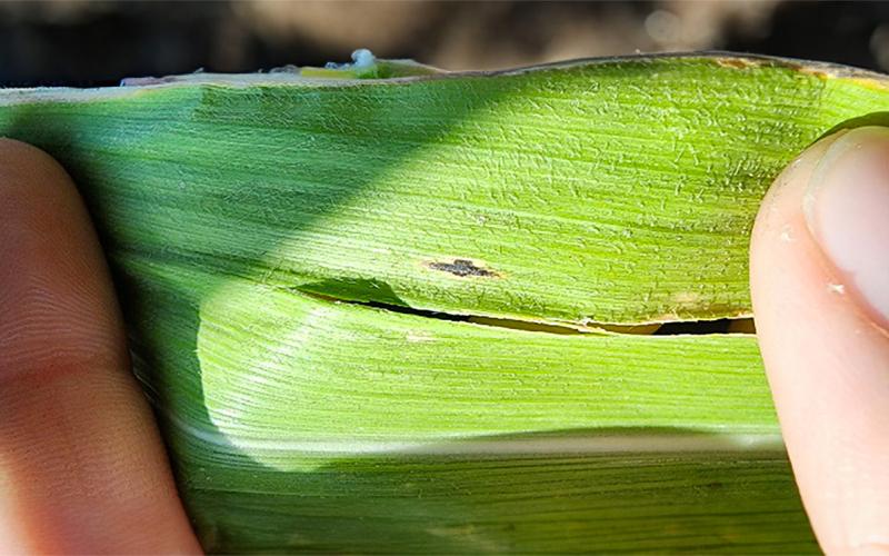 Hands holding a corn leaf with a single tar spot lesion developing.