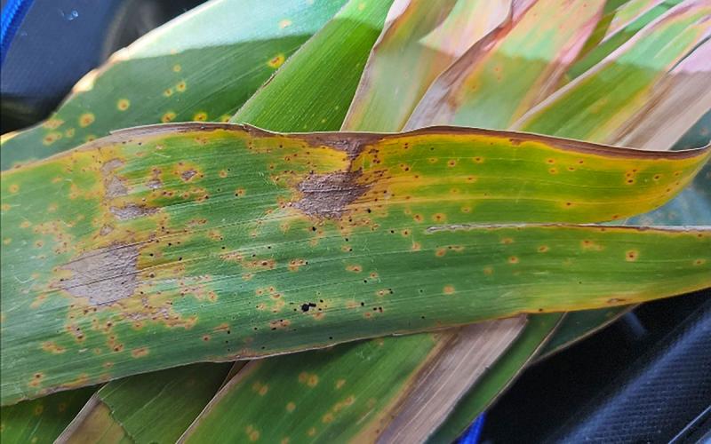 Corn leaf with multiple tar spot lesions. The smaller lesions are about the size of a pen tip.