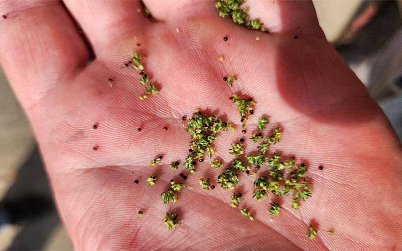 Small, green and yellow florets being held by a hand.