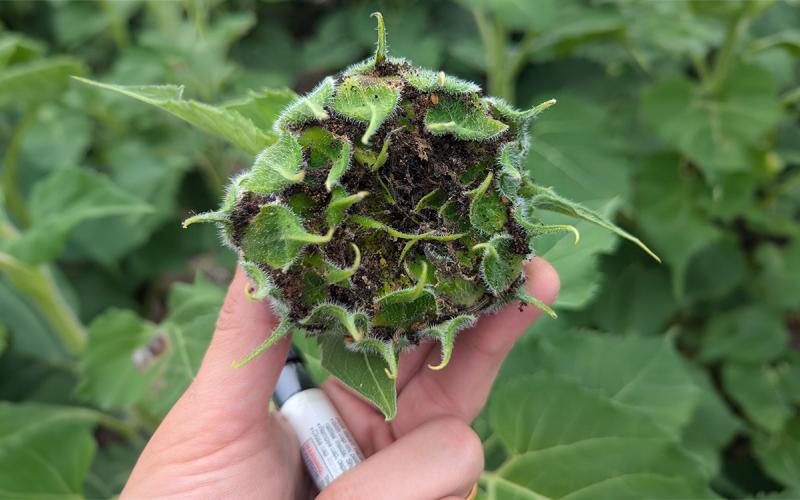 A green sunflower head with brown frass throughout.