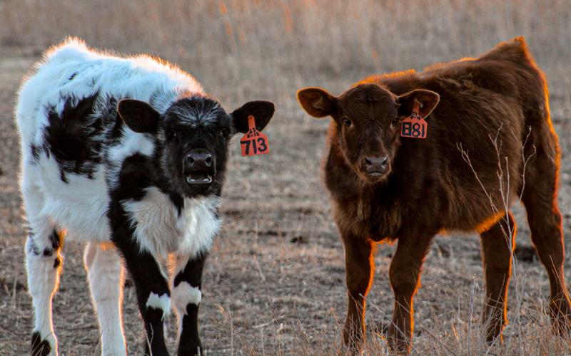 Two beef calves standing in a dry, fall pasture.