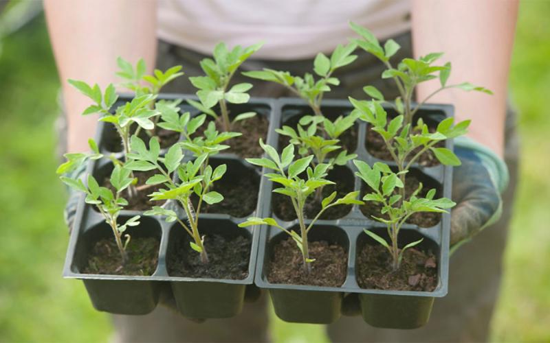 Gardener holding a tray of tomato seedlings ready for transplanting.
