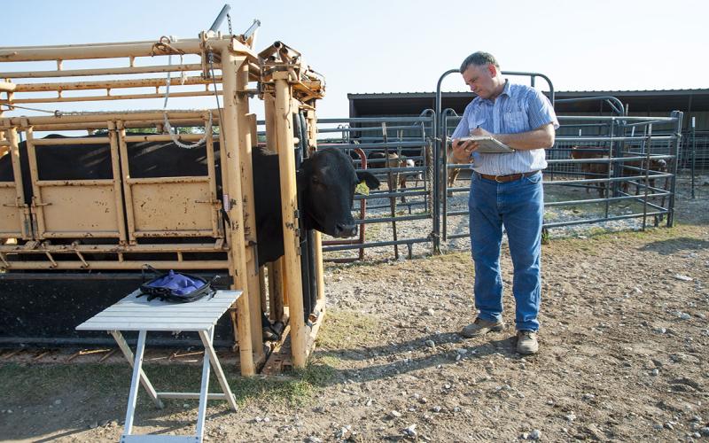 Veterinarian with a health chart examining a black cow in a confinement chute.