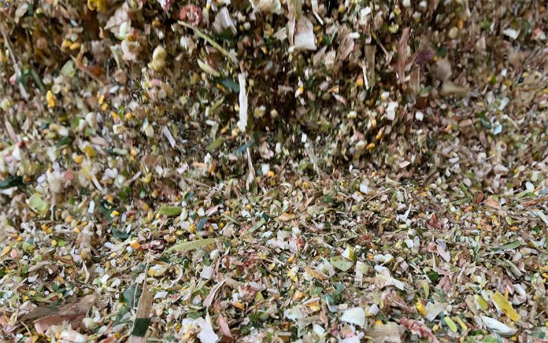 Pile of freshly chopped corn silage.