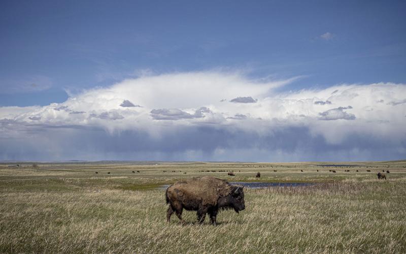 Decoding The Bison What Does It Really Mean In Politics - bwxhbp2