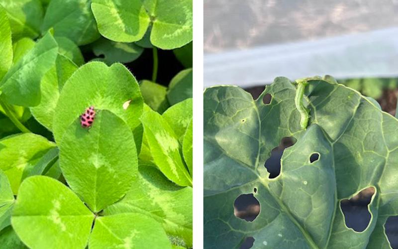 Left: Lady beetle on red clover. Right: Cabbage looper on broccolini.