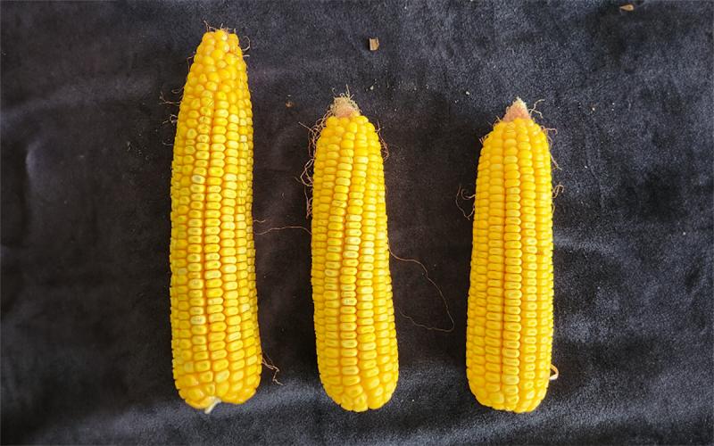 Three yellow corn ears with a solid black background.