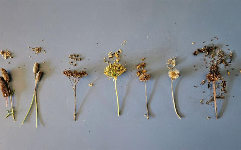 Seven different prairie flowers that have gone to seed arranged on a tabletop.