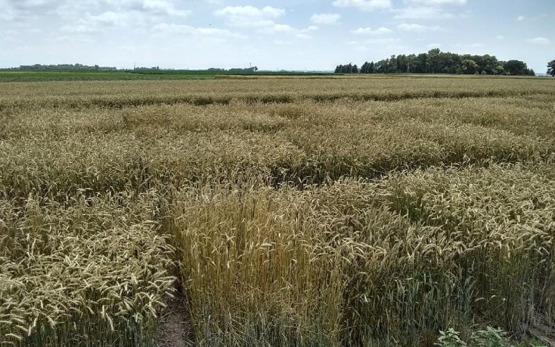 Rye test plots