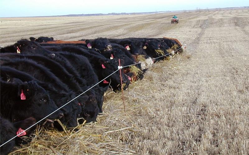 Cattle are shown eating behind an electric fence in a recently harvested field