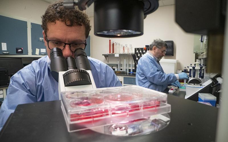 Two animal disease researchers analyzing samples in a lab.