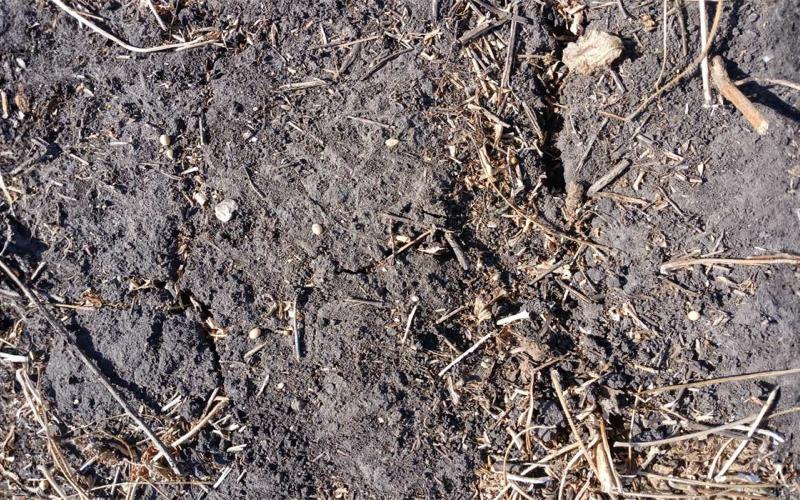 A plot of soil with large cracks developing throughout.