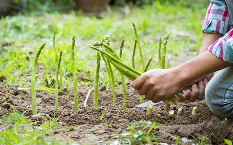 Gardener inspecting soil and harvesting mature asparagus spears in a garden.