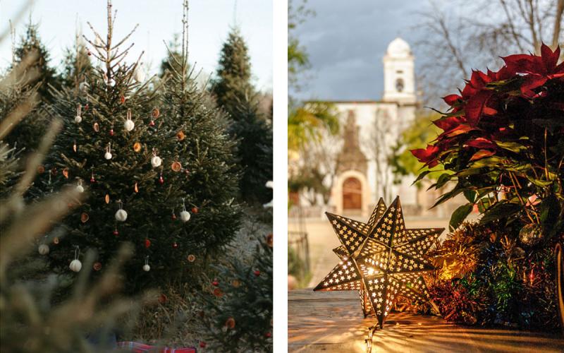 Left: Christmas trees growing at a German farm. Right: Poinsettia plant on display at a Mexican Christmas market.