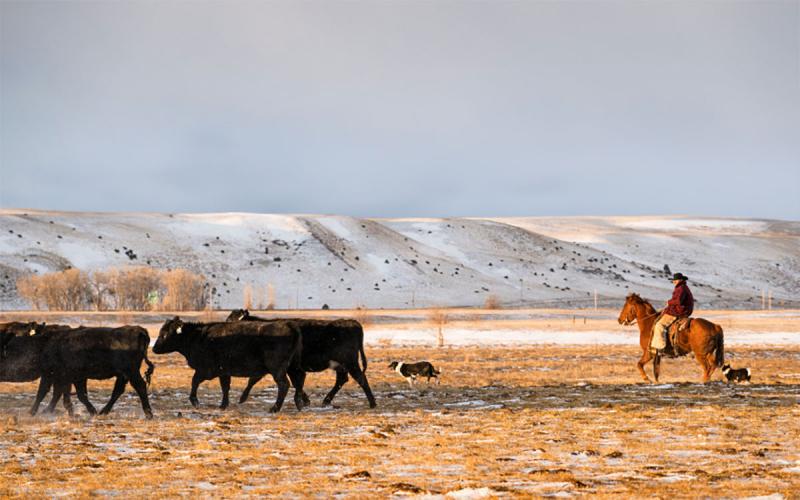 Rancher on horseback moving a group of black cattle in winter pasture.