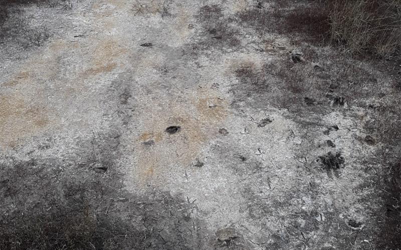 Salts accumulate on the soil surface of a field with salinity issues.