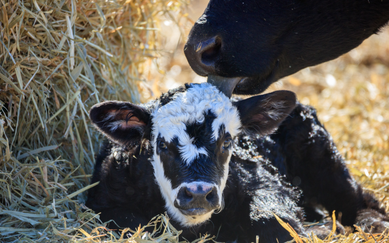 Beef calf