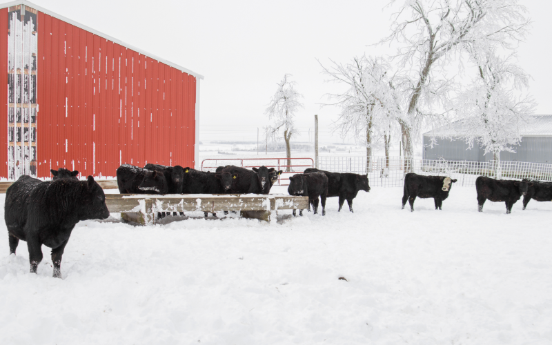 Beef cattle in a snow covered feedlot