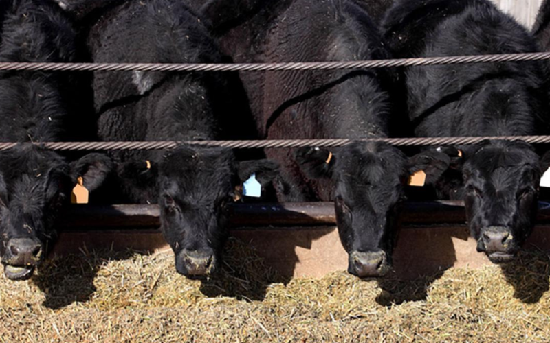 Beef cattle eating feed