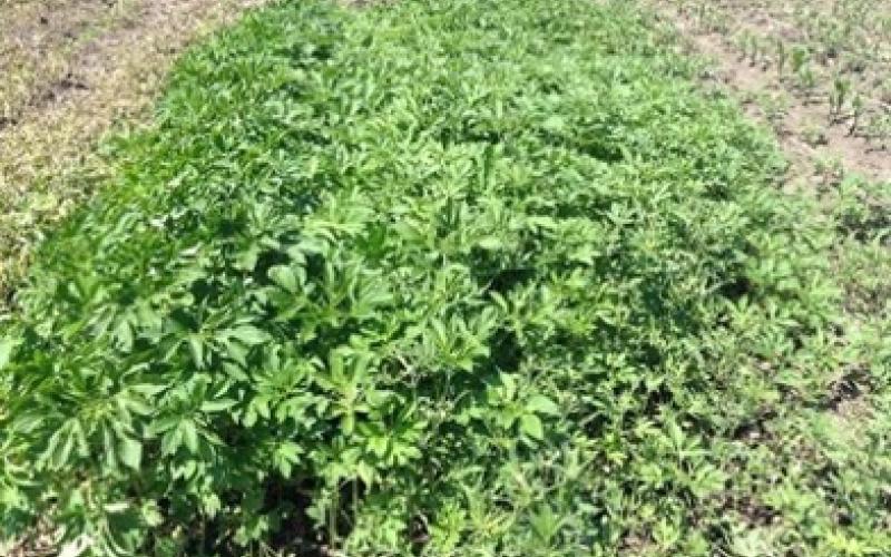 Giant ragweed Patch of green giant ragweed plants growing among corn plants.