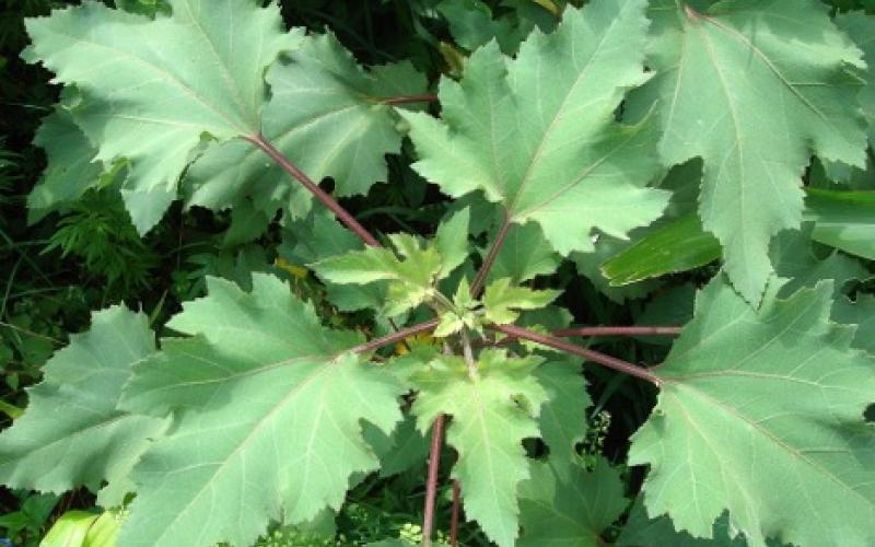 Common cocklebur leaves and stems Close-up of a plant with broad, lobed green leaves with serrated edges. The stems and veins of the leaves are a reddish-purple color and possess dark spots.