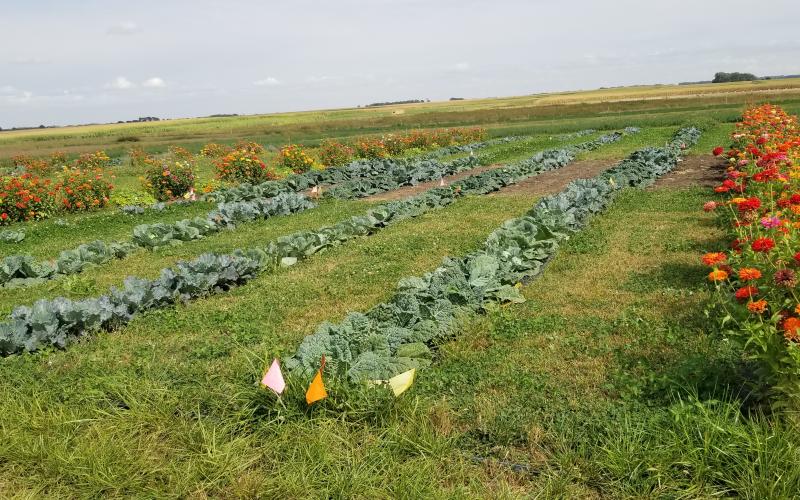 rows of vegetable plants are pictured