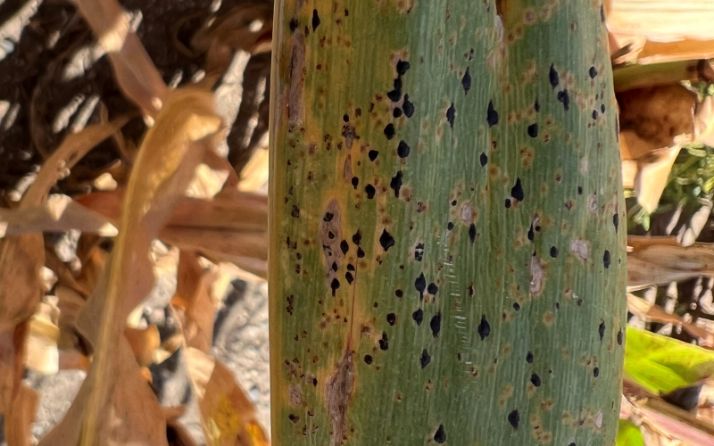 tar spot on a corn leaf