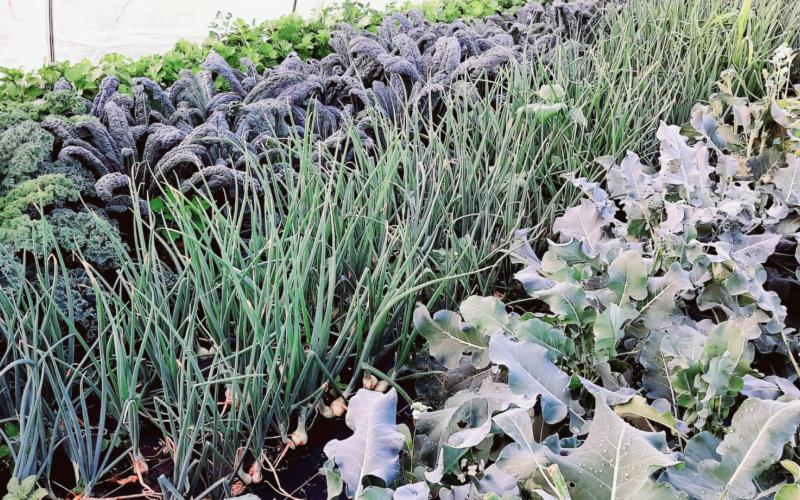 Vegetable garden