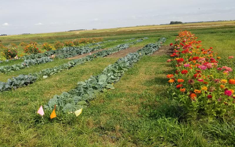 Rows of cut flowers and vegetables