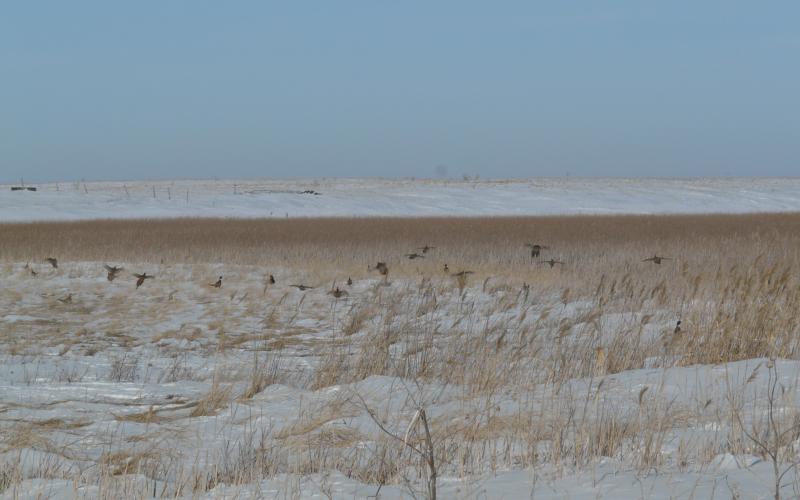 Birds flying over a snow covered wetland