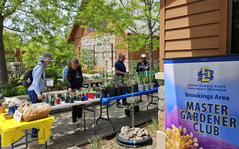 People shop for plants on tables outside