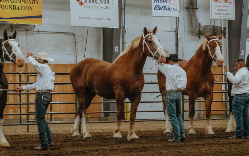 Three youth showing horses