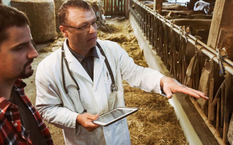 A veterinarian and producer observing a group of animals in a facility.