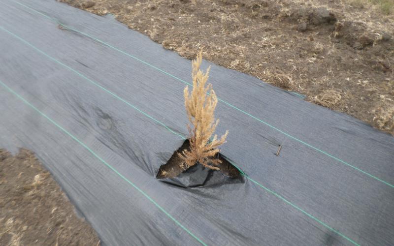 Atrazine carryover injury to eastern redcedar seedling