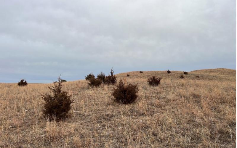 Pasture contaminated with Eastern Red Cedar