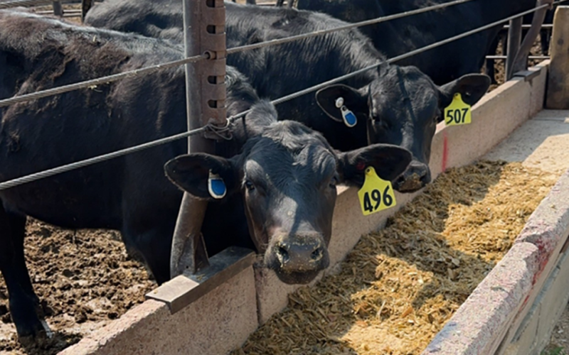 dairy beef steers eating out of a feed bunk