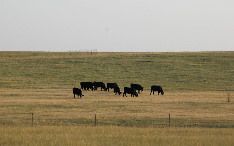 Small group of black cattle grazing a grassland area.