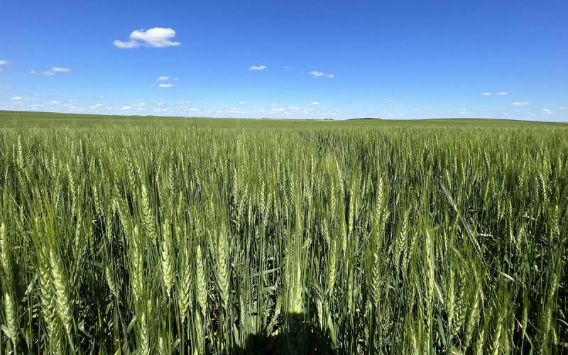 Wheat growing in a field west of Martin, South Dakota.
