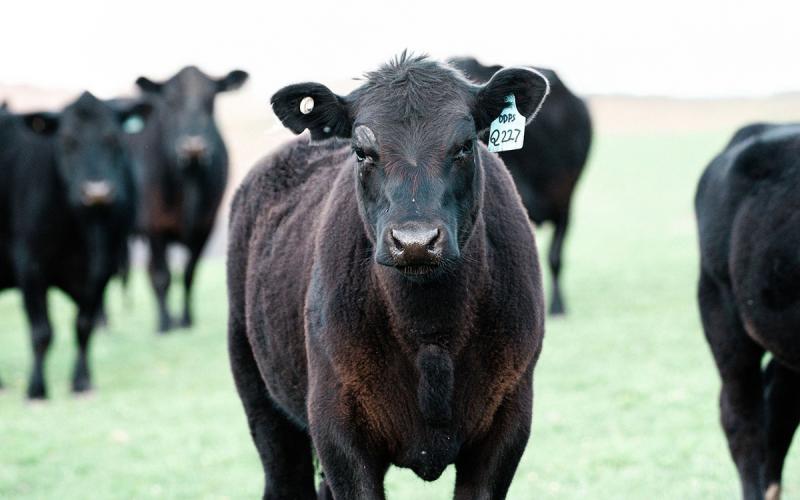 Black angus cattle in early spring pasture.